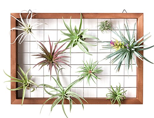 Mkono Air Plant Holder Hanging, 16" Wooden Wall Display Hanger Frame Decor | Unique Wire Shelf Design, Dual Mount & Tabletop, for Indoor Live Fern Succulent, Christma Plant Lover Gift, Airplant Excluded