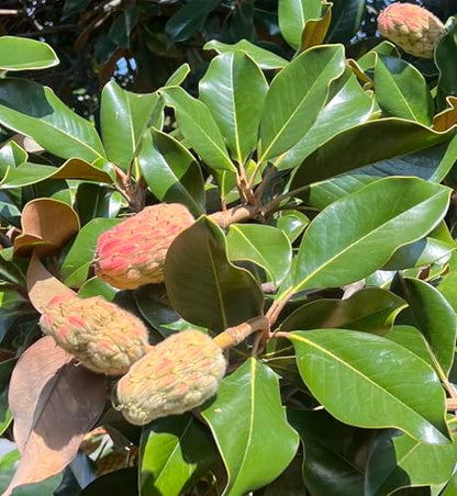10 Magnolia Tree Seed Pods Organic Pet Reptile Bioactive Terrarium Vivarium Heat Treated Frog Snake Isopods Crafts Supply Ships Fast