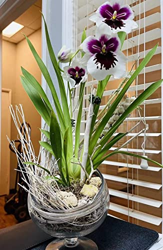 WGV Slant Cut Bowl Glass Vase with Stand, Width 6.5", Height 7", Clear Planter Terrarium, Candy Dish, Fruit Jar for Wedding Party Event, Home Office Decor, 1 Piece - size: Pedestal 7"H