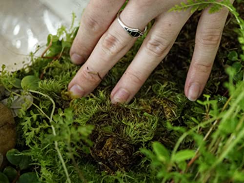 Sprig & Stone Fresh Mood Moss | Medium