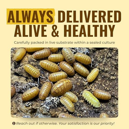 Creation Cultivated 12+ T+ Albino Armadillidium vulgare Isopods Live - Live Bugs for Bioactive Terrarium, Vivarium Clean-up Crews, and Reptile Food - Easy-Care Isopods for Terrarium