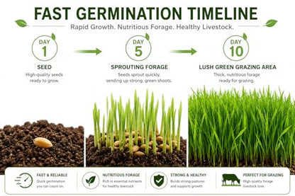 Tortoise Forage Seed Mix – Grow Fresh Grazing Greens for Sulcata, Russian & Hermann's Tortoises – Oats, Rye & Alfalfa Blend for Indoor Trays or Outdoor Enclosures – Non-GMO Seed (1 lb)