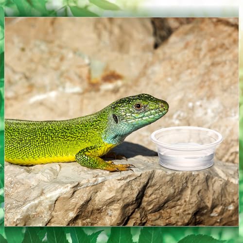 1000 Pcs 0.5 oz Gecko Feeding Cups Small Gecko Food and Water Cups Reptile Feeding Bowls Plastic Bearded Dragon Food Bowl for Lizard Small Pet Ledge Accessories (Transparent) - color: Transparent