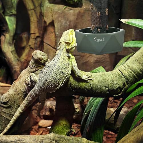 Chameleon Feeding Bowl, Hanging Insect Feeder with a Pillar for Prey to Climb Up, Suitable for Chameleon, Bearded Dragon, Lizard, Iguana, Gecko(Green) - color: Green