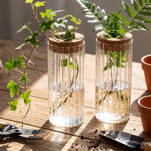 6 Set Propagation Station Jar Desktop Glass Planter Station Flower Vases Water Terrarium Jar with Cork Lid for Propagating Flower Plants Centerpiece Office Home Garden Decor(Medium) - size: Medium
