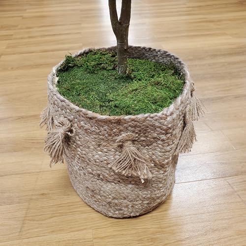 Mosser Lee ML0480 Natural Green Sheet Moss – 520 sq. in. – Organic Decorative Moss for Terrariums, Planters, Crafts & Moisture Retention - style: 520 Sqaure Inch