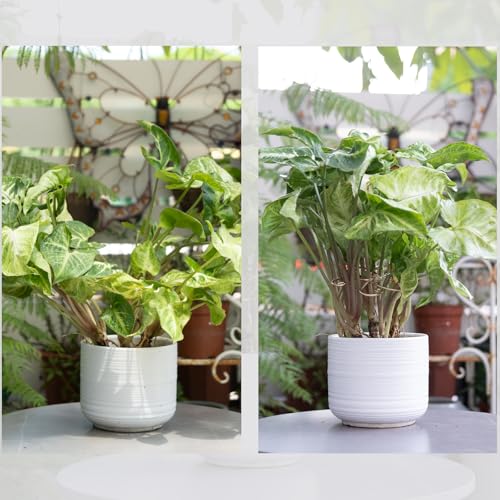 5PCS Plant Stem Support-4.1 * 4.1IN Gold Metal Stem Stabilizers | Durable Iron Grapple Holder for Monstera & Climbing Plants,Unique Design for Optimal Growth,Leaf Stabilization and Support - size: 4.1*4.1IN