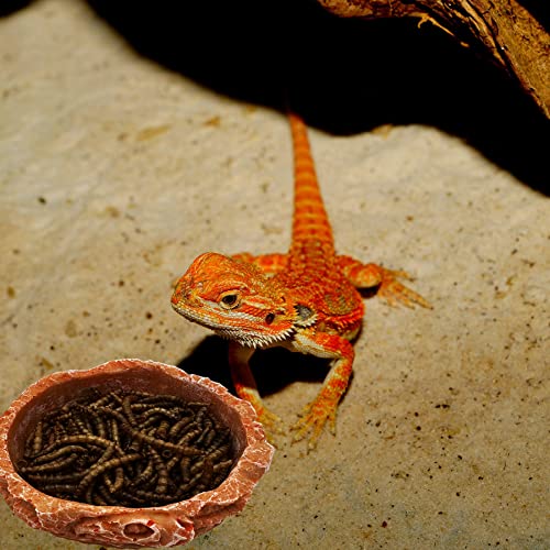Small Reptile Water Dish Food Bowls, 2 Pack Reptile Feeding Dish for Hermit Crab Bearded Dragon Lizard Leopard Gecko Tortoise Frog - color: 2 PCS Round Bowls