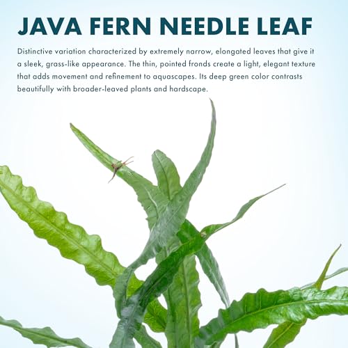Java Fern Live Aquarium Plants - Potted Freshwater Plant for Fish Tanks - Beginner Friendly, Low Light (Needle Leaf, 3 Pots) - color: Needle Leaf, size: Pot - 3 Count
