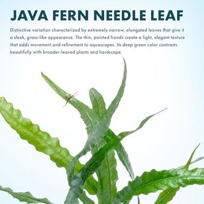 Java Fern Live Aquarium Plants - Potted Freshwater Plant for Fish Tanks - Beginner Friendly, Low Light (Needle Leaf, 3 Pots) - color: Needle Leaf, size: Pot - 3 Count