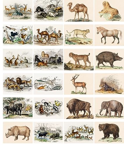 PIXILUV Vintage Postcards (24 pcs 4"x6" each) Detailed Paintings of Animals in the Wild Vintage Postcards Antique Botannical Book Illustration Poster - color: White
