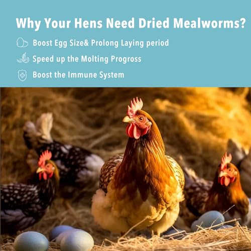 11lb Dried Mealworms for Wild Birds,Treats for Chickens,Laying hens - size: 11 Pound (Pack of 1)
