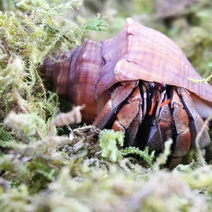 3.5oz Natural Moss for Hermit Crabs, Ideal for Hermit Crab Supplies for Tank Habitat
