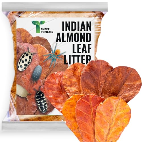 Leaf Litter for Isopods – 80 Pcs 4" Natural Indian Almond Catappa Leaves for Bioactive Vivariums, Terrariums & Aquariums, Tarantulas, Spiders, Millipedes, Crickets & Reptiles
