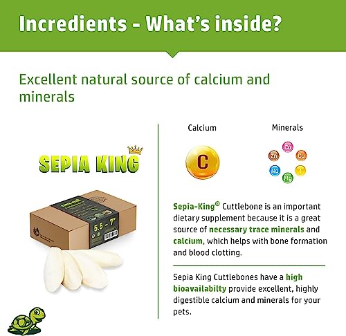 Sepia King - Large - 100% Natural Calcium Supplement - Premium Cuttlebone perfect for Birds, Tortoises, Snails, Reptiles - 5.5 to 7 inch