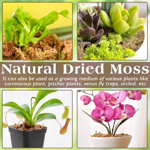 12 OZ Long Fiber Sphagnum Moss for Reptiles, 20 QT Terrarium Moss | Natural Dried Moss for Snakes Turtles Frogs Geckos Ball Pythons Bearded Dragons Lizards Tank Accessories, Moisture Retention - size: 12 OZ