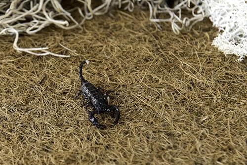 Galapagos (05100 CrashPad Coco Fiber Terrarium Liner - Coconut Fiber Substrate for Reptile Tank Accessories, Bearded Dragon, Leopard Gecko, Hermit Crab, and Snake Enclosures, 18 x 36 in, Natural