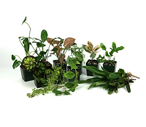 Josh's Frogs 40 Gallon Tropical Vivarium Plant Kit - size: 40 Gallon