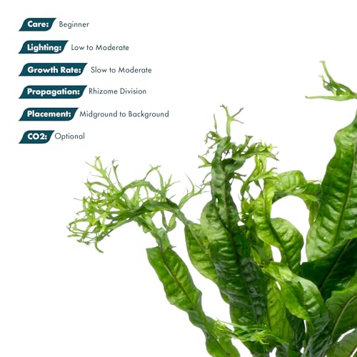 Java Fern Live Aquarium Plants - Potted Freshwater Plant for Fish Tanks - Beginner Friendly, Low Light (Windelov, 3 Pots) - color: Windelov, size: Pot - 3 Count