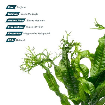 Java Fern Live Aquarium Plants - Potted Freshwater Plant for Fish Tanks - Beginner Friendly, Low Light (Windelov, 3 Pots) - color: Windelov, size: Pot - 3 Count