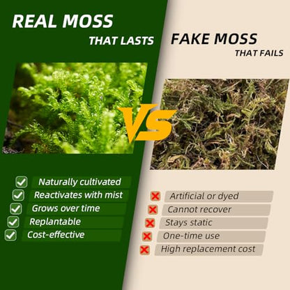 Live Moss 4-Pack for Terrariums,Potted Plants & Floral Decor | Random Varieties, Easy to Revive, Dye-Free, Mixed Green Texture, Bonsai, Potted Plants, Miniature Landscapes, Plant Displays