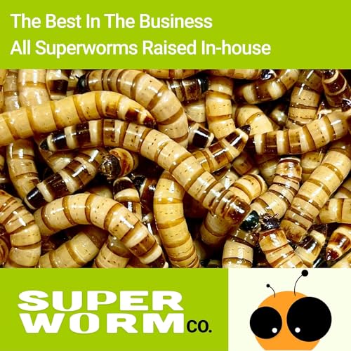 Live Superworms (100, Superworm)