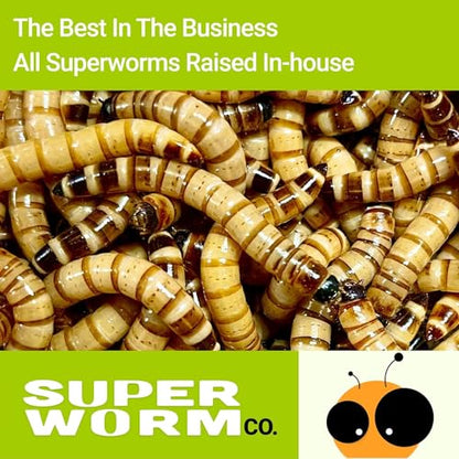 Live Superworms (100, Superworm)