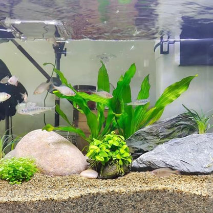 FANTIAN 5 lbs Aquarium Sand, 0.6-1.2 mm Aquarium Substrate for Freshwater Fish Tank. Decorative River Rocks Gravel for Fish Tank, Plants Potted, Fire Pits, Candle, Vase and Crafts | Aquarium Substrate Gravel, Coarse Sand for Fish Tank Shrimp Turtle, Terra
