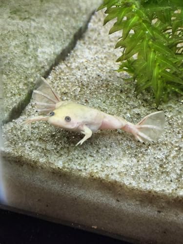 Juvenile Axolotl & Frog Soft Food Pellet Mix 2.4mm,Blackworm,Salamander,Frog,Newts,A282BW (4oz) - size: 4 Ounce (Pack of 1)
