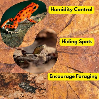 Leaf Litter for Snakes – 30 Pcs Indian Almond Catappa Leaves 8" for Reptile Tanks, Corn Snake & Ball Python, Natural Bioactive Vivarium Substrate, Terrarium Bedding & Habitat Decor