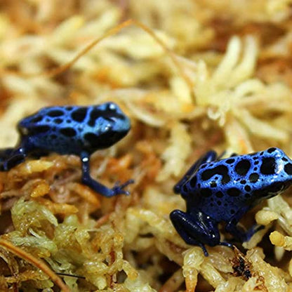 Sphagnum Moss Dried Spagnum Dry Moss for Reptiles Bedding and Terrarium Pet Supplies 150g Sphagnum Dried Dry for Reptiles Reptile Spagnum for Plants