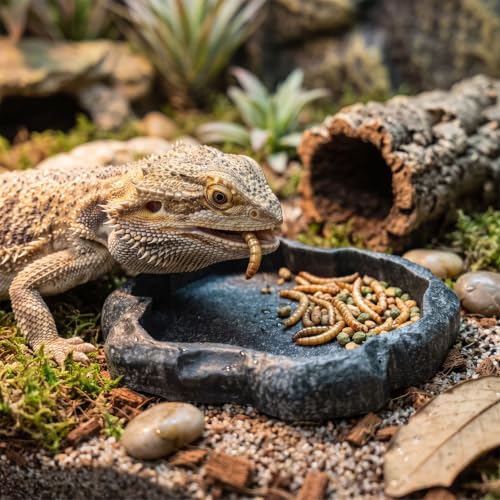 Tortoise Water Bowl - Reptile Water Food Dish Medium - Shallow Rock Reptile Feeder - Pet Aquarium Ornament Terrarium Dish Plate for Feeding Water Tortoise Lizard, 7.1 * 5.5 * 0.8in