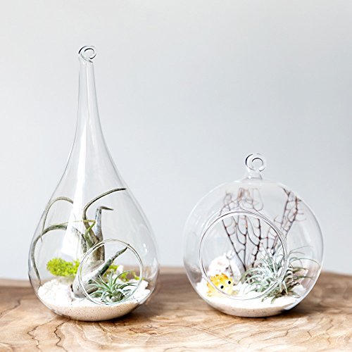 Mkono Hanging Glass Terrarium, 2 Pack Air Plant Holder Globe Hanger Planter