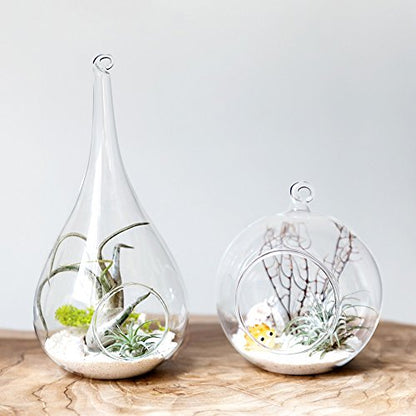 Mkono Hanging Glass Terrarium, 2 Pack Air Plant Holder Globe Hanger Planter