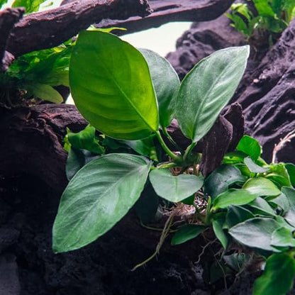 Anubias Live Aquarium Plants - Potted Freshwater Plant for Fish Tanks, Terrariums - Beginner Friendly Low Light (Barteri Broad Leaf, 3 Pots) - color: Barteri Broad Leaf, size: 3 Pots