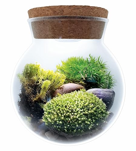 Create Your Serene Moss Sanctuary with The Unique Gardener Moss Bowl Terrarium Kit with LED Light - Complete Terrarium Supplies, Indoor Plants for Stress Relief & Air Purification!