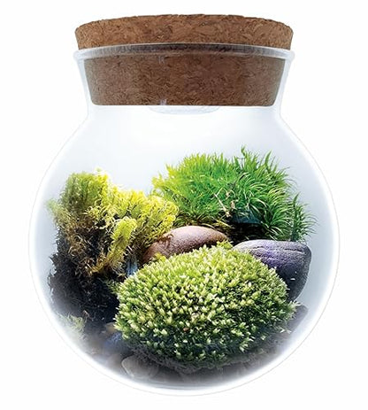 Create Your Serene Moss Sanctuary with The Unique Gardener Moss Bowl Terrarium Kit with LED Light - Complete Terrarium Supplies, Indoor Plants for Stress Relief & Air Purification!