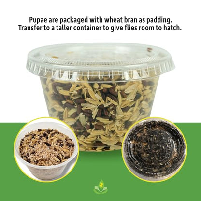Josh's Frogs House Fly Pupae (250 Count) | Hatch Flying Feeders for Chameleons, Anoles, Jumping Spiders, Mantids, and More