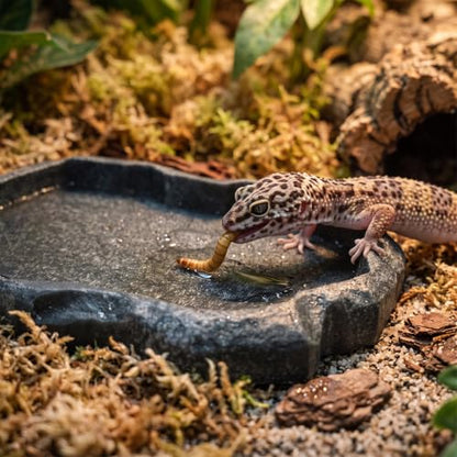 Tortoise Water Bowl - Reptile Water Food Dish Medium - Shallow Rock Reptile Feeder - Pet Aquarium Ornament Terrarium Dish Plate for Feeding Water Tortoise Lizard, 7.1 * 5.5 * 0.8in