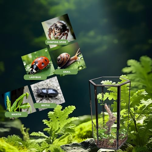 Jumping Spider Accessories, Glass Front Opening Terrarium with Metal Frame and Vent Holes, Insect Habitat Enclosure for Jumping Spiders, Black Widows, Praying Mantis