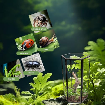 Jumping Spider Accessories, Glass Front Opening Terrarium with Metal Frame and Vent Holes, Insect Habitat Enclosure for Jumping Spiders, Black Widows, Praying Mantis