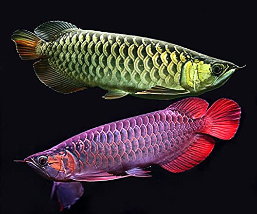 A.D.P. Carnivorous Arowana Fish Food, 55% High Protein Floating Pellets with Astaxanthin & Spirulina, Tropical Fish Feed for Arowana, Oscar, Pleco & Catfish, Color Enhancing - 100 g - color: Arowana Food