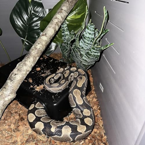 Amypet Large Snake Hides for Ball Pythons and Different Reptiles Durable Material Easy to Clean 16.5 x10.6 x 4.3inch (XXL) - size: XXL