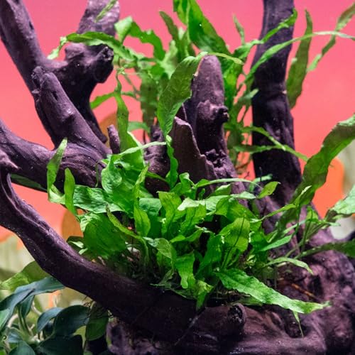 Java Fern Live Aquarium Plants - Potted Freshwater Plant for Fish Tanks - Beginner Friendly, Low Light (Narrow Mini, 3 Pots) - color: Narrow Mini, size: Pot - 3 Count