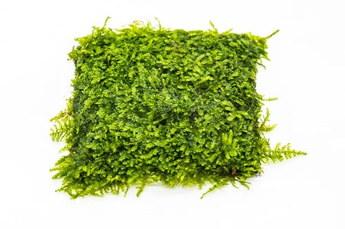 Generic Enchanting Aquatic Moss Collection: Create a Lush Underwater Landscape with Easy-Care Moss Varieties - Perfect for Aquarium Décor and Aquascaping (Mini Taiwan - 3.5inx3.5in Mat) - style: Mini Taiwan - 3inx3in Mat