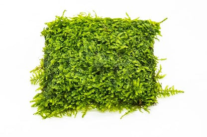 Generic Enchanting Aquatic Moss Collection: Create a Lush Underwater Landscape with Easy-Care Moss Varieties - Perfect for Aquarium Décor and Aquascaping (Mini Taiwan - 3.5inx3.5in Mat) - style: Mini Taiwan - 3inx3in Mat