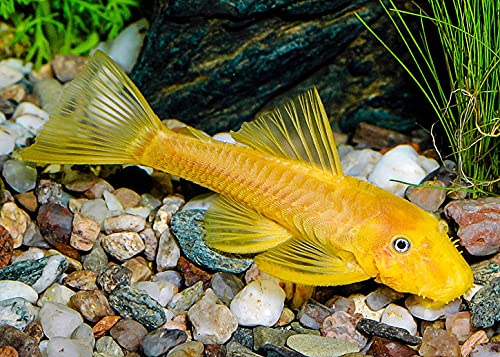 A.D.P. Carnivorous Arowana Fish Food, 55% High Protein Floating Pellets with Astaxanthin & Spirulina, Tropical Fish Feed for Arowana, Oscar, Pleco & Catfish, Color Enhancing - 100 g - color: Arowana Food