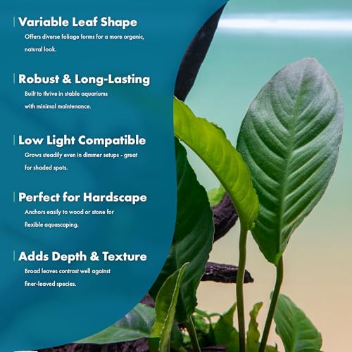 Anubias Live Aquarium Plants - Potted Freshwater Plant for Fish Tanks, Terrariums - Beginner Friendly Low Light (Heterophylla, 3 Pots) - color: Heterophylla, size: 3 Pots