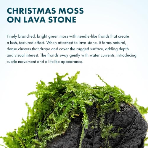 Live Planted Decor - Christmas Moss (Vesicularia montagnei) on Lava Stone - Low Light, Green Accent Freshwater Aquatic Plant, Foreground Aquarium Placement for Aquascaping - 1 Pack - color: Christmas Moss on Lava Stone, size: Lava Stone