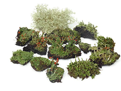 Live Lichen Assortment 4"x6" Bag for Terrariums and Fairy Gardens